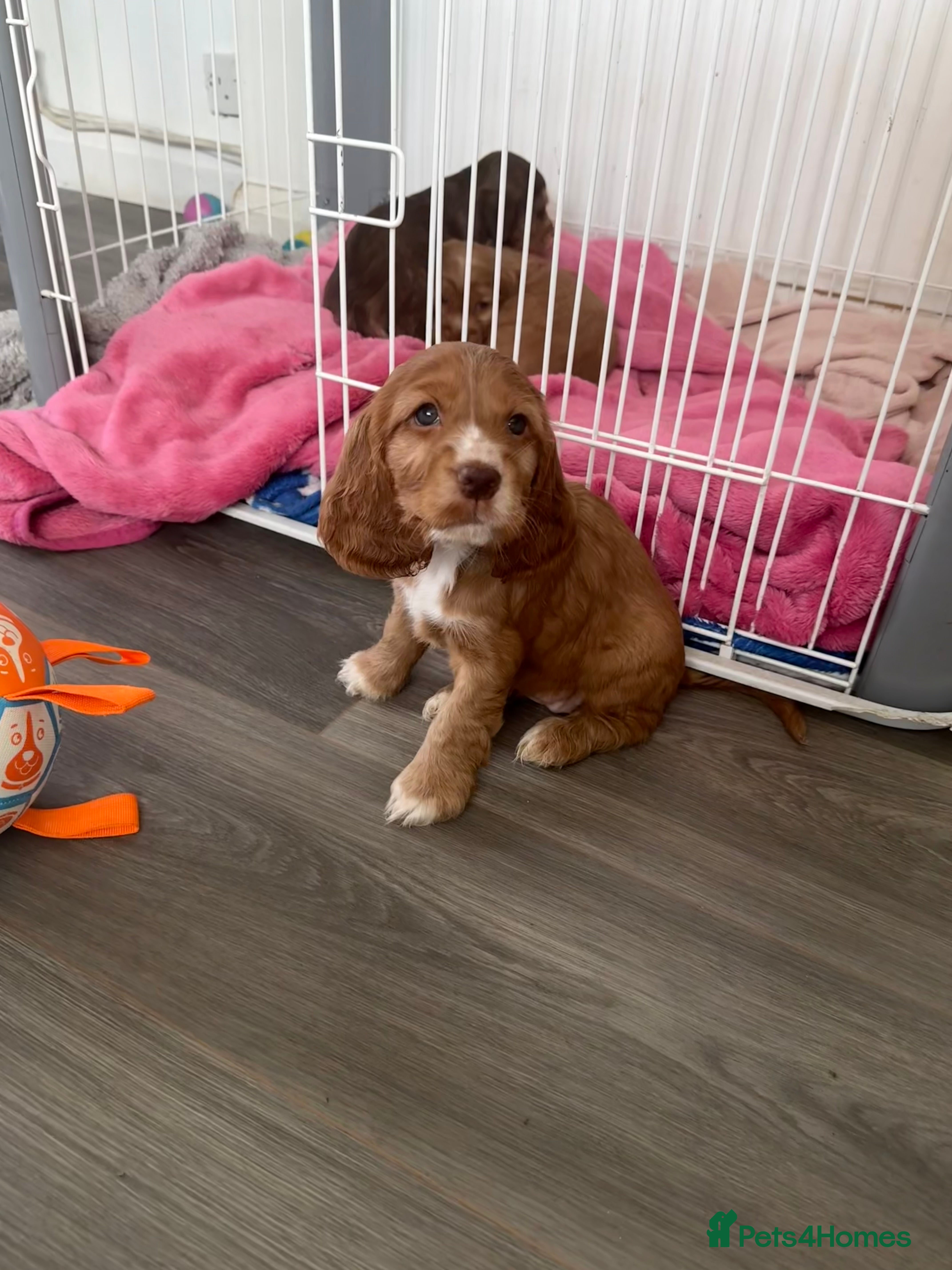 Cocker Spaniel dogs Health tested clear show cocker spaniel puppies - Advert 15