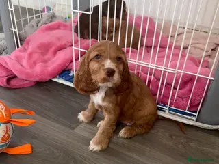 Cocker Spaniel dogs Health tested clear show cocker spaniel puppies - Advert 15
