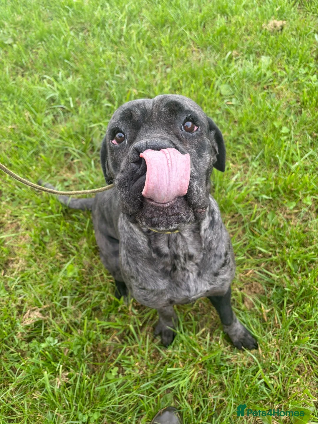 Cane Corso dogs for sale: Cane corso looking for there forever homes - Advert 5