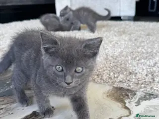 Ragdoll cats REDUCED 🩷 Ragdoll X Kittens - Advert 4