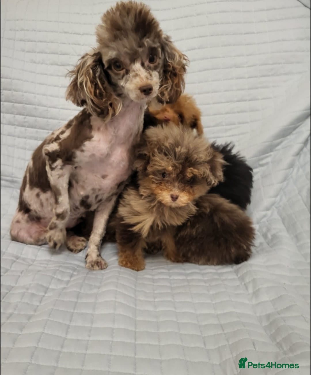 Toy Poodle dogs for sale: Small toy poodles  - Advert 7