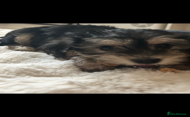 Morkie dogs - Advert 3