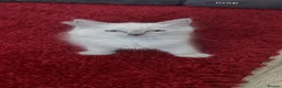 Ragdoll cats for sale: 2 beautiful blue point ragdolls kitten left  - Advert 4