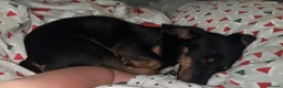 Dachshund dogs for adoption: Rocky needs Love  - Advert 19