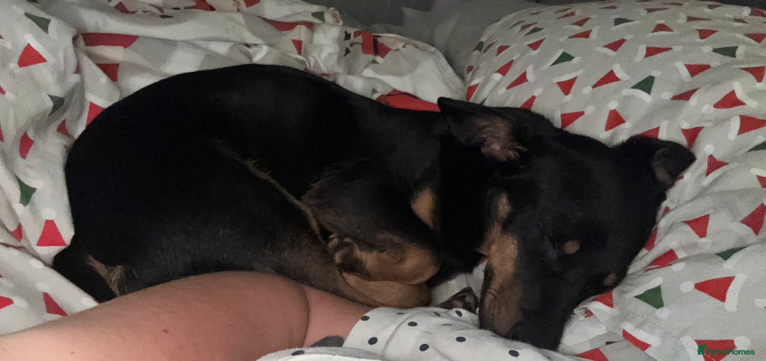 Dachshund dogs for adoption: Rocky needs Love  - Advert 19