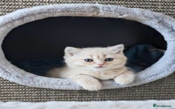 British Shorthair cats for sale: Rare Cream Kitten Ready For New Home - Image 1