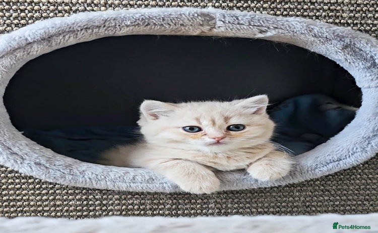 British Shorthair cats - Advert 1