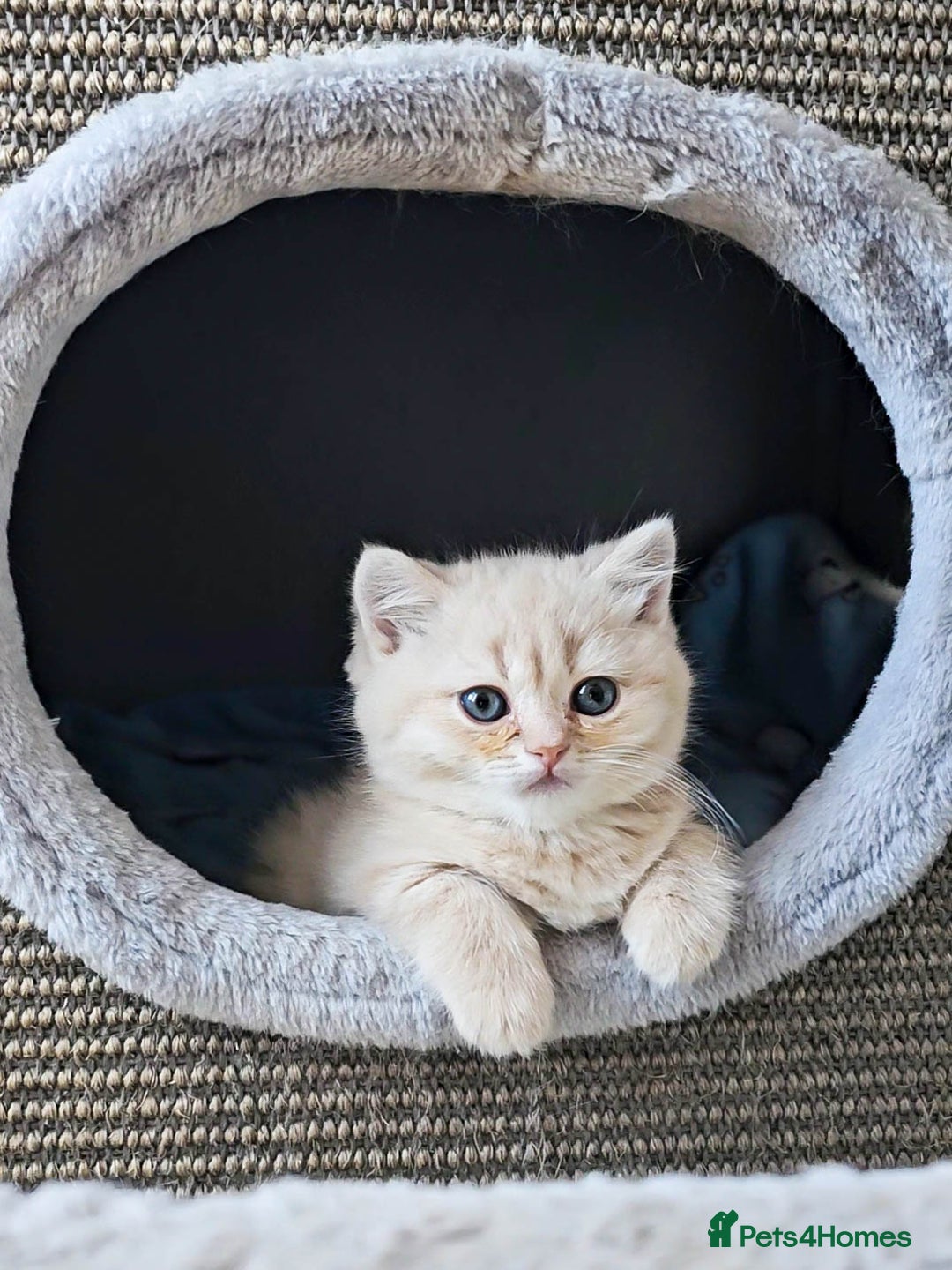 British Shorthair cats for sale: Rare Cream Kitten Ready For New Home - Image 1