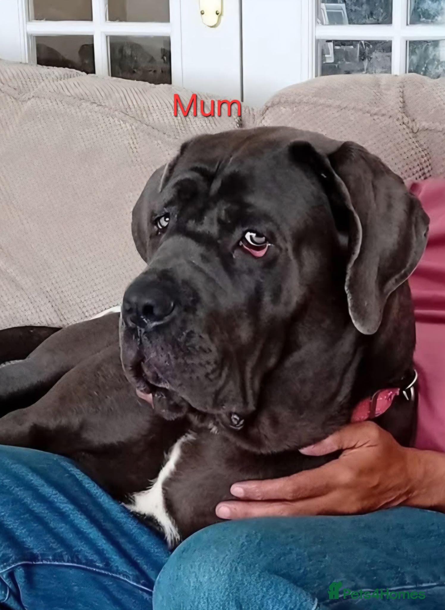 Cane Corso dogs Cane Corso - Advert 9
