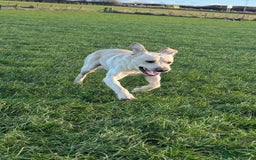 Labrador Retriever dogs for sale: Labrador for sale - Image 7