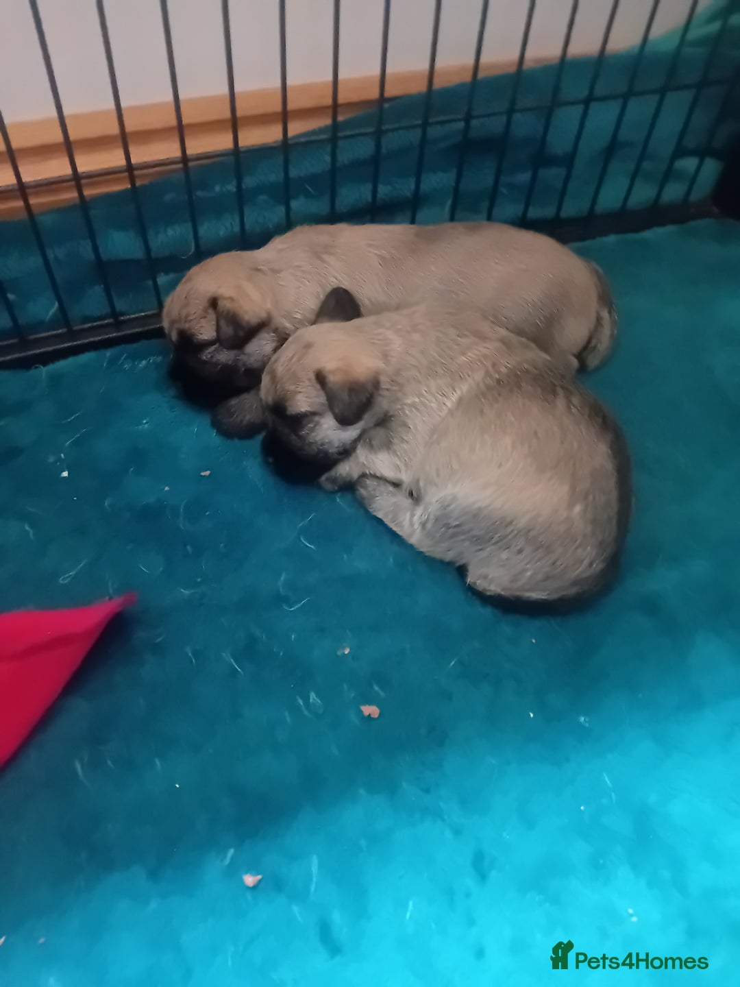 Cairn Terrier dogs for sale: Cairn terrier puppies - Image 6