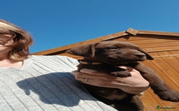 Labrador Retriever dogs for sale: **READY NOW**CHOCOLATE LAB PUPS - Image 17