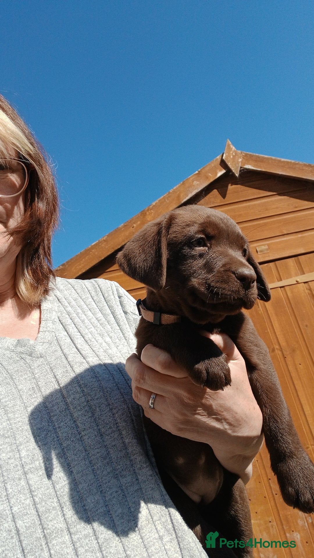Labrador Retriever dogs for sale: **READY NOW**CHOCOLATE LAB PUPS - Image 17
