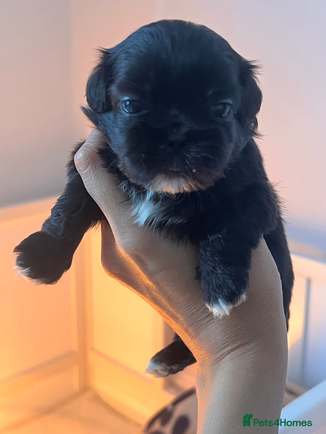Shih Tzu dogs for sale: Shihtzu puppies - Image 5