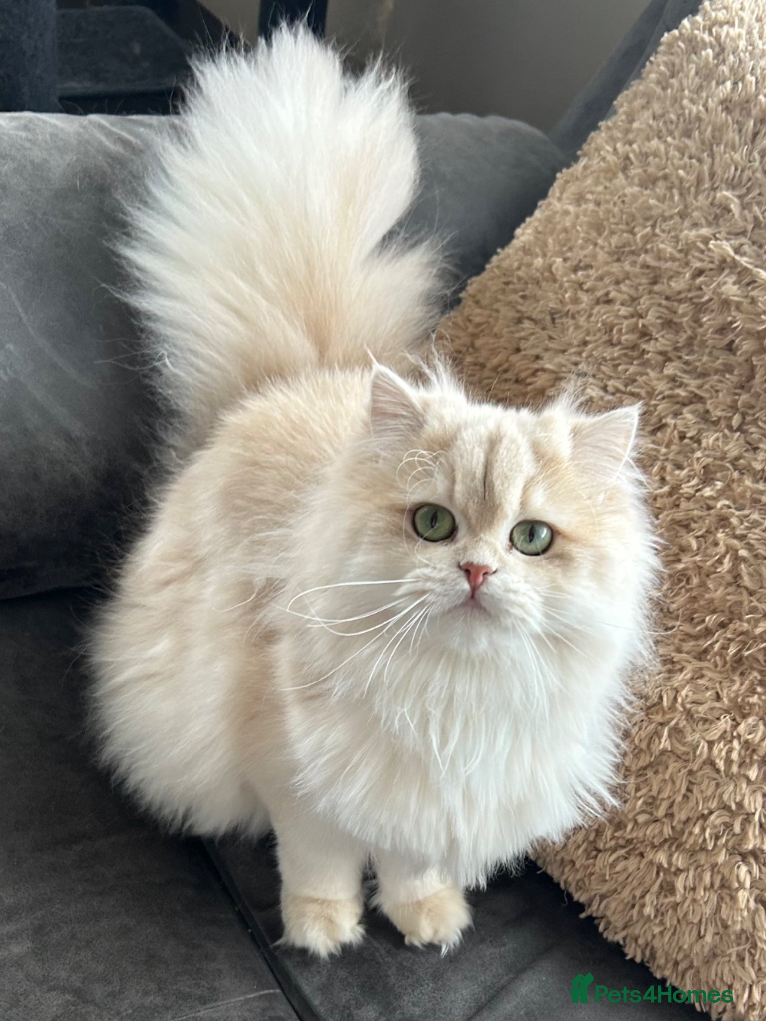 British Longhair cats Stunning Rare Golden Lilac Kitten  - Advert 17