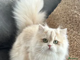 British Longhair cats Stunning Rare Golden Lilac Kitten - Advert 17