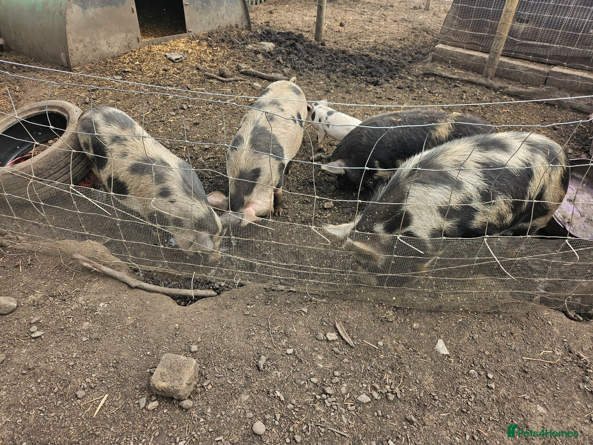 Pig livestock Kunekune pigs  - Advert 1
