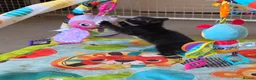 Mixed Breed cats for sale: Adorable Kittens Ready for their forever Homes - Advert 19