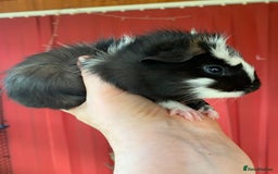 Guinea Pig rodents for sale: Beautiful fluffy baby Guinea pigs  - Image 4