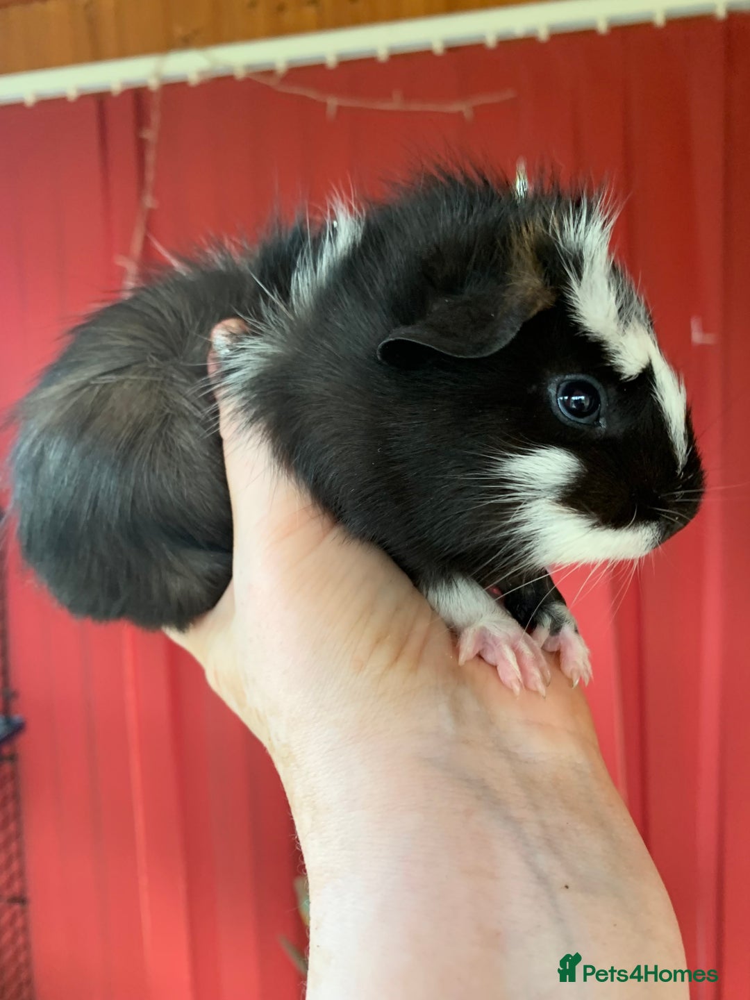 Guinea Pig rodents for sale: Beautiful fluffy baby Guinea pigs  - Image 4