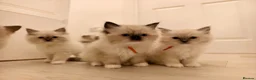 Ragdoll cats for sale: Loving Mitted Kittens – Ready for Homes - Advert 23