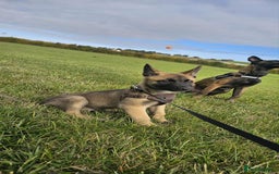 Mixed Breed dogs for sale: Male mali x GSD - Image 9