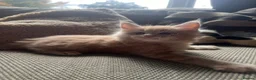 Maine Coon cats for sale: Mainecoon Kittens, ready 08/28! - Advert 33