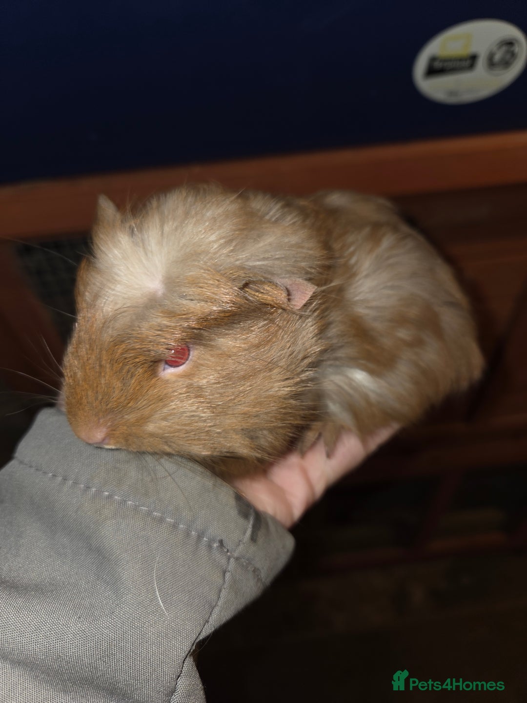 Guinea Pig rodents for sale: Baby guinea pigs - Advert 22