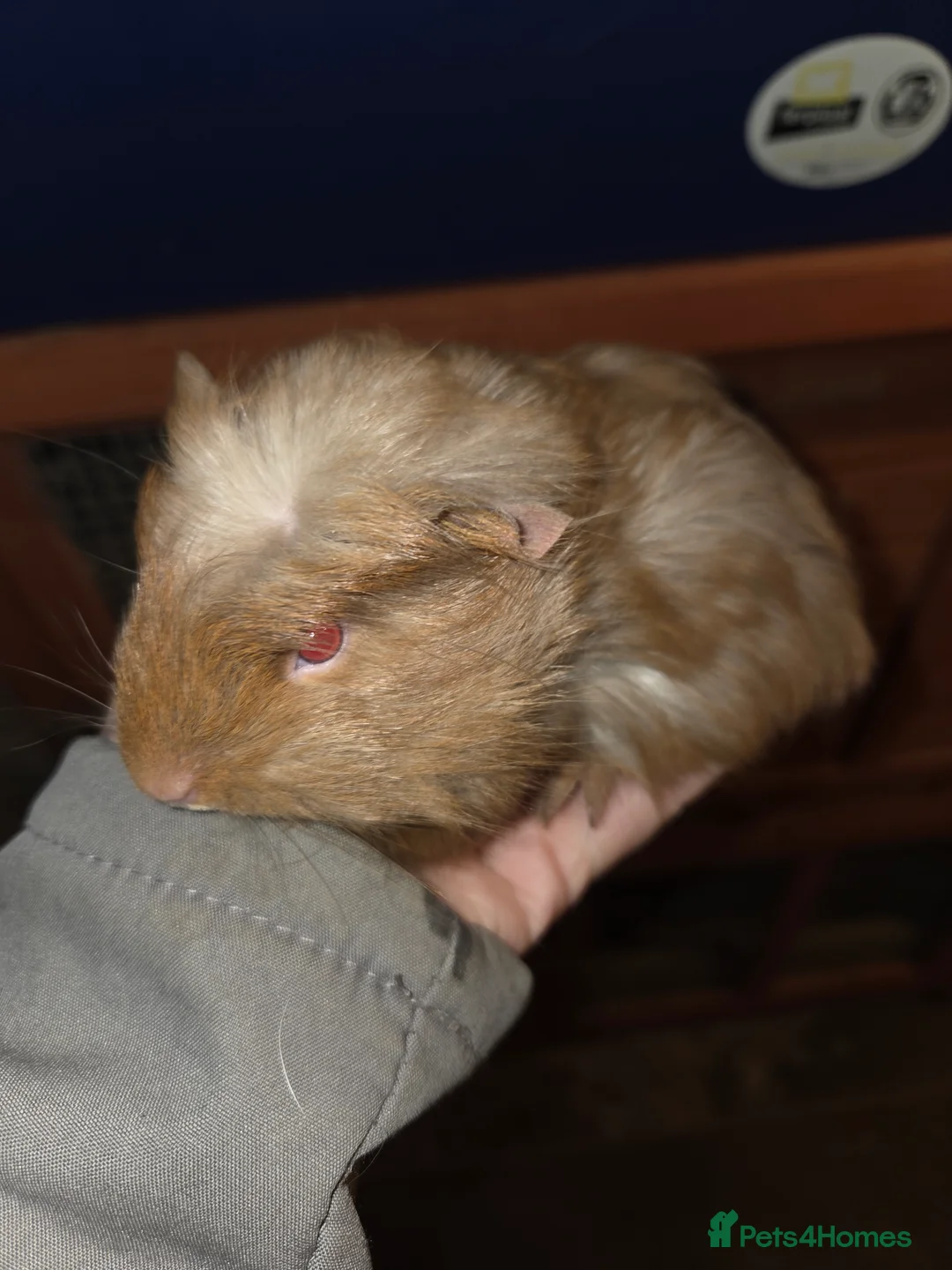 Guinea Pig rodents for sale: Baby guinea pigs - Advert 22