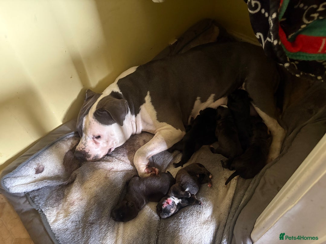 Mixed Breed dogs for sale: Amazing litter of exotic rottiebulls  - Advert 1