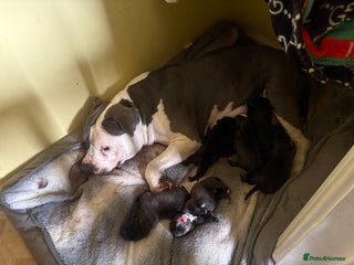 Mixed Breed dogs Amazing litter of exotic rottiebulls - Advert 1