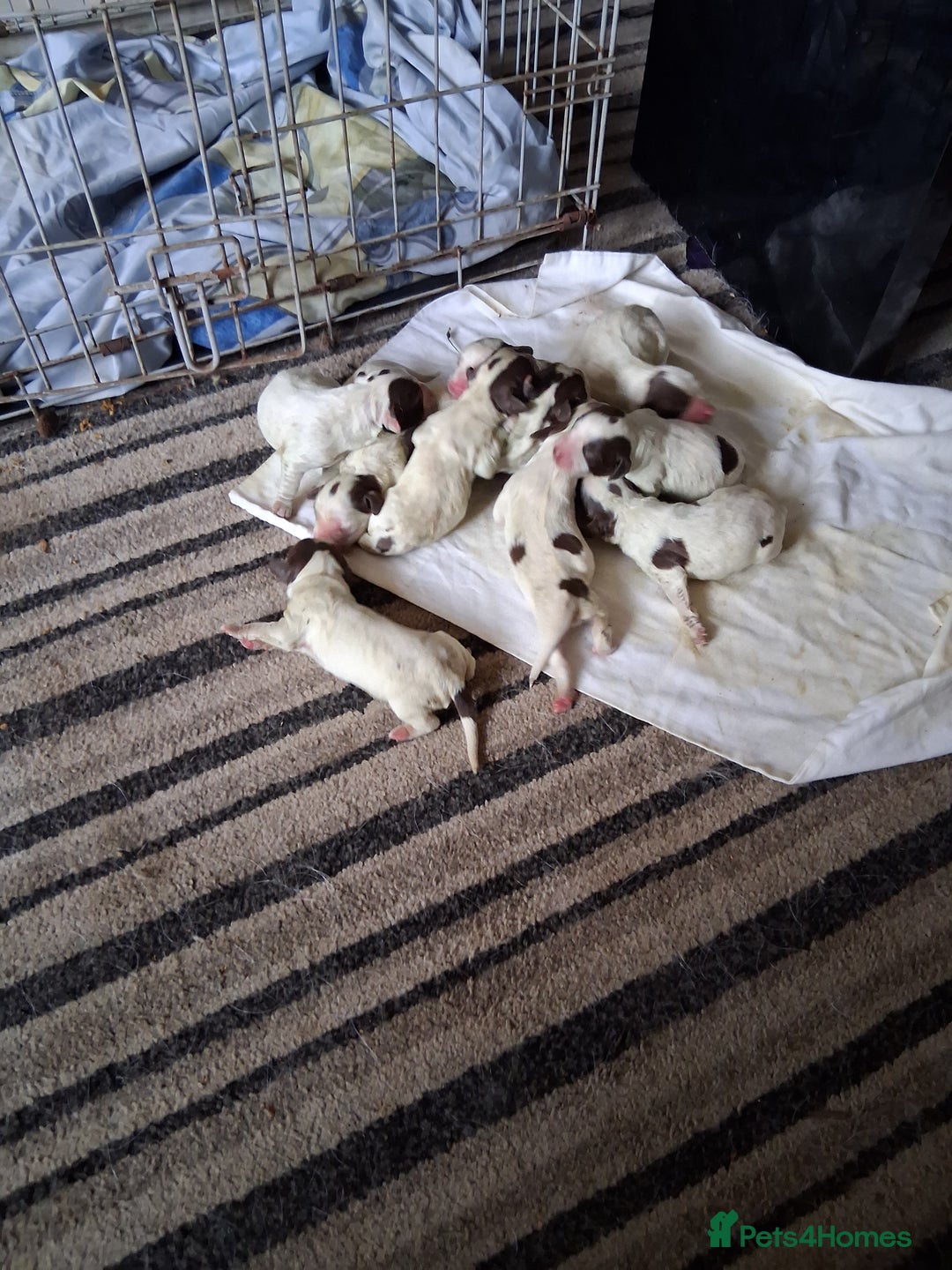 English Springer Spaniel dogs for sale: Beautiful puppies for sale  - Advert 7