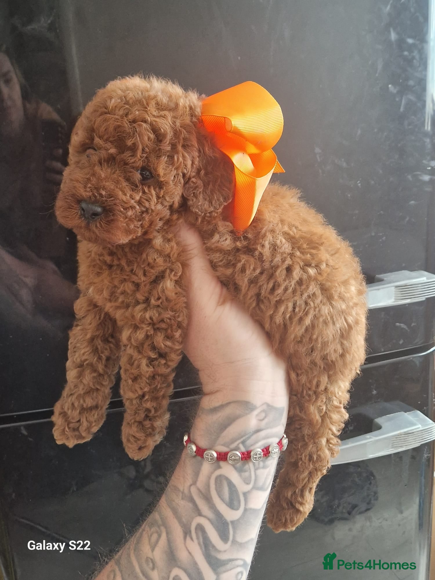 Miniature Poodle dogs for sale: Miniature  Poodle  in Wigan - Advert 6