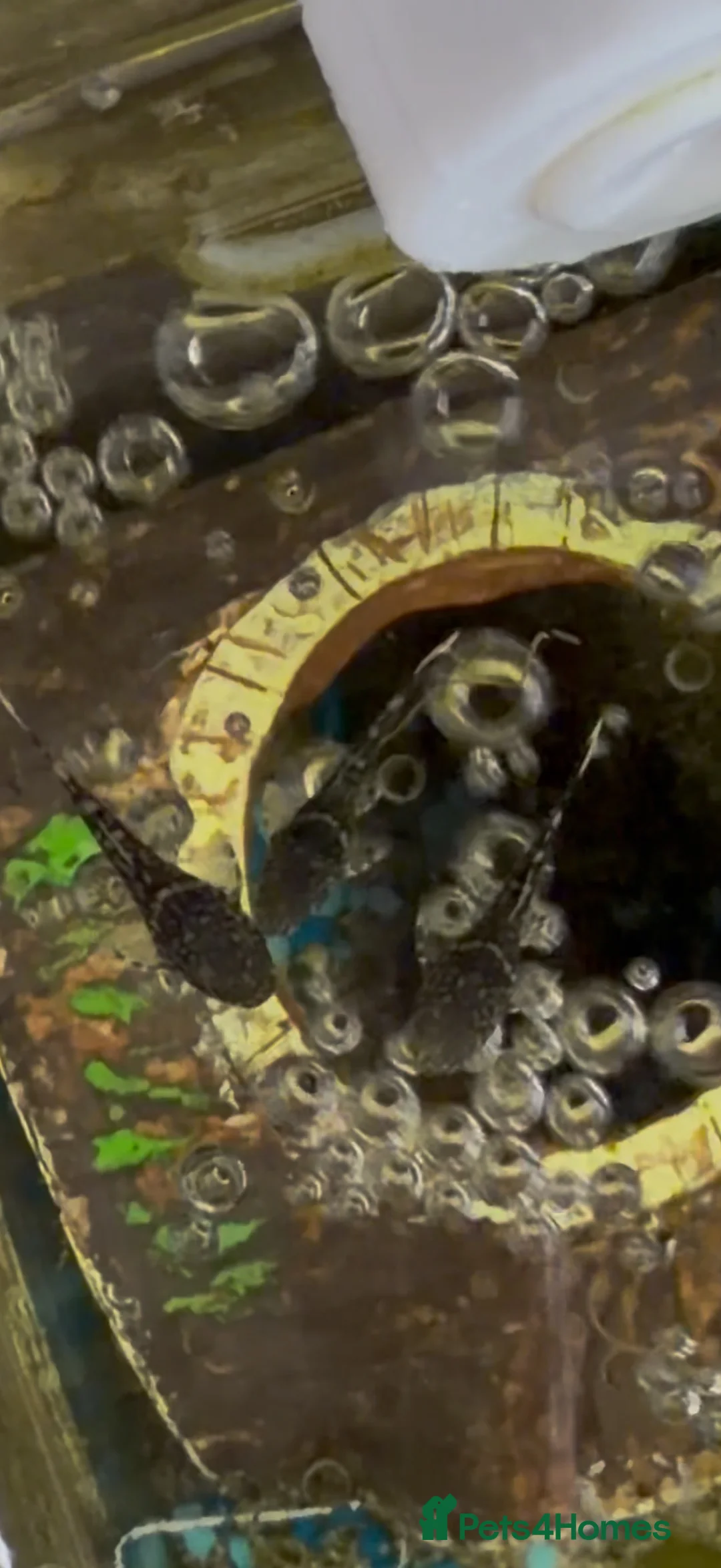 Plecos fish for sale: 4 baby pleco in Preston - Advert 4