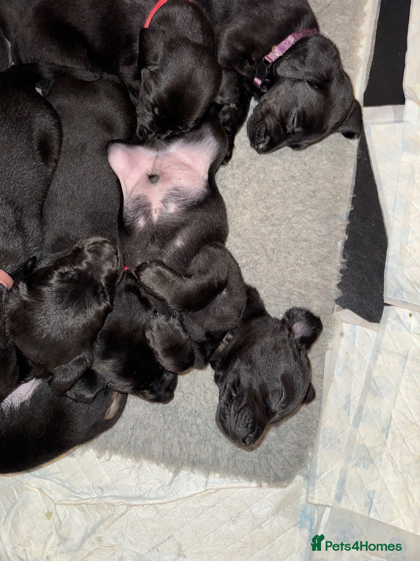 Labrador Retriever dogs for sale: Adorable Labrador Puppies For Sale - Advert 2