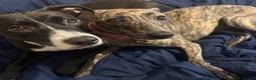 Whippet dogs for sale: Whippet bitch for Sale in Doncaster - Advert 3
