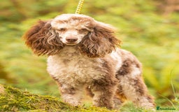 Cockapoo dogs for sale: F2 Cockapoo - Image 12