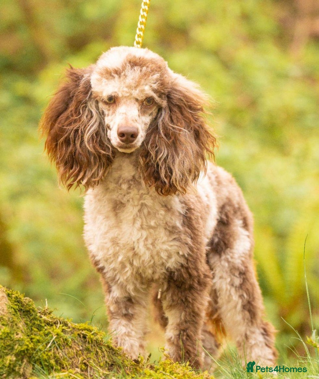 Cockapoo dogs for sale: F2 Cockapoo - Image 12