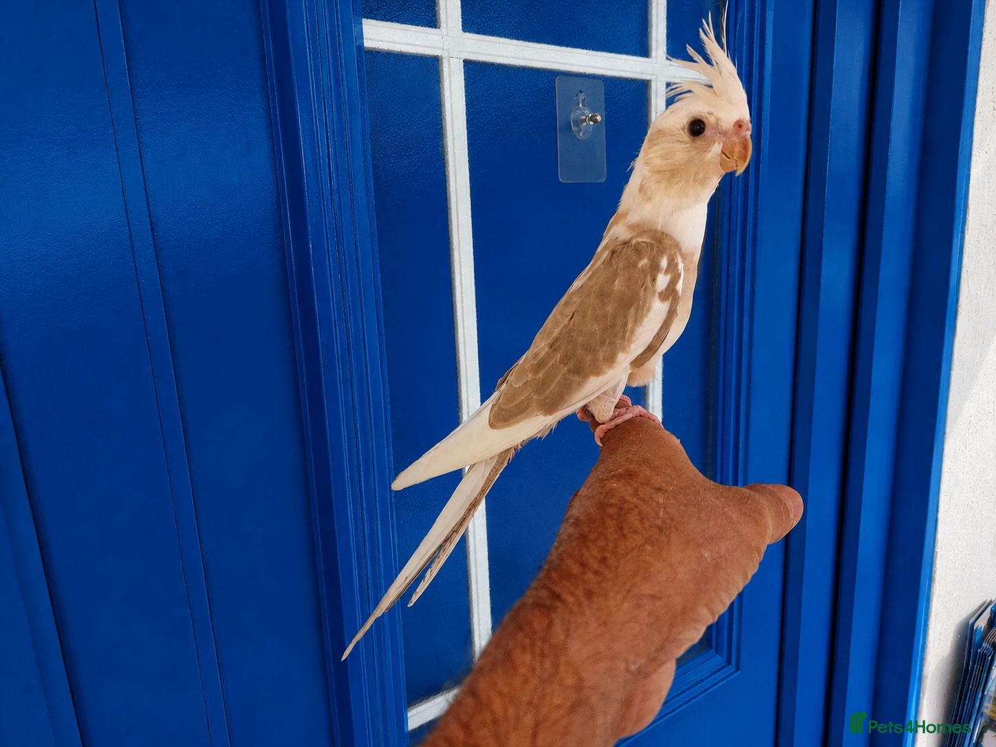 Cockatiels birds Super silly hand tamed baby cockatiels for sale  - Advert 1