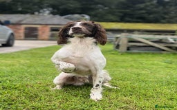 English Springer Spaniel dogs for sale: KC registered Springer spaniels puppies  - Image 13