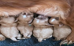 Cavalier King Charles Spaniel dogs for stud: Fully health tested proven Kc reg, multi gen clear in Wrexham - Image 18