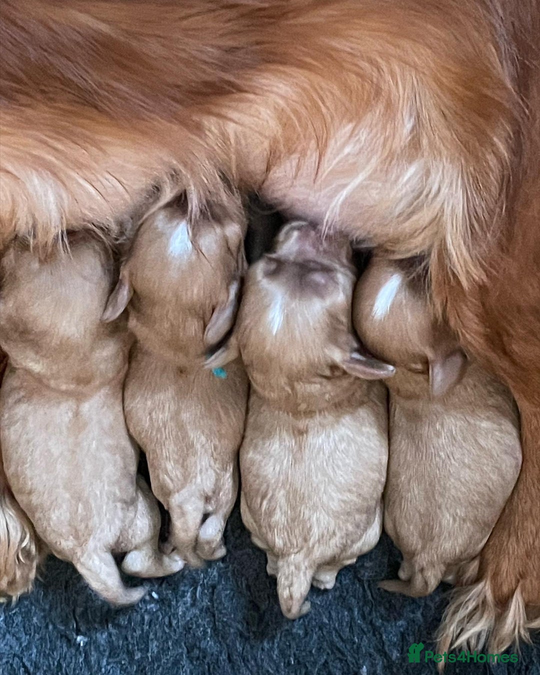 Cavalier King Charles Spaniel dogs for stud: Fully health tested proven Kc reg, multi gen clear in Wrexham - Image 18