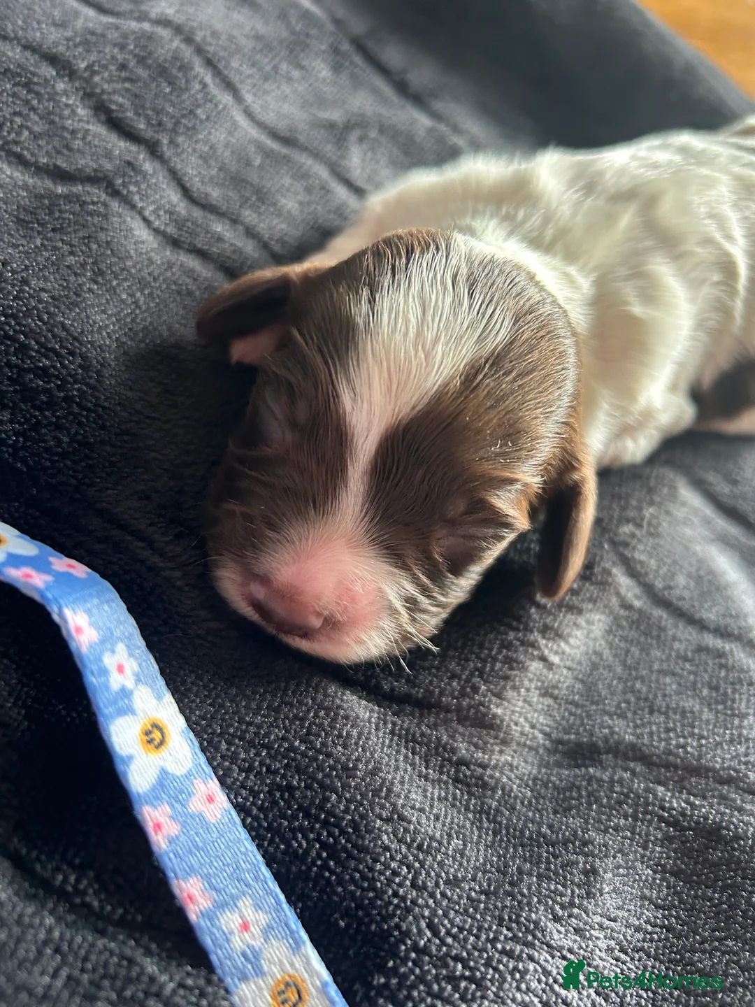 Sprocker dogs for sale: Family / Working Sproker Spaniels  - Advert 24