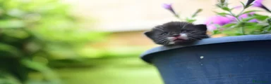 Tuxedo Tom