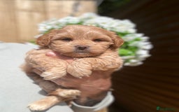 Shihpoo dogs for sale: 🩷 Gorgeous F1 Shih Poo Puppies 💙 - Image 5