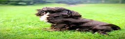 Sprocker dogs for sale: Beautiful F1B Sprocker Puppies  in Welshpool - Advert 20