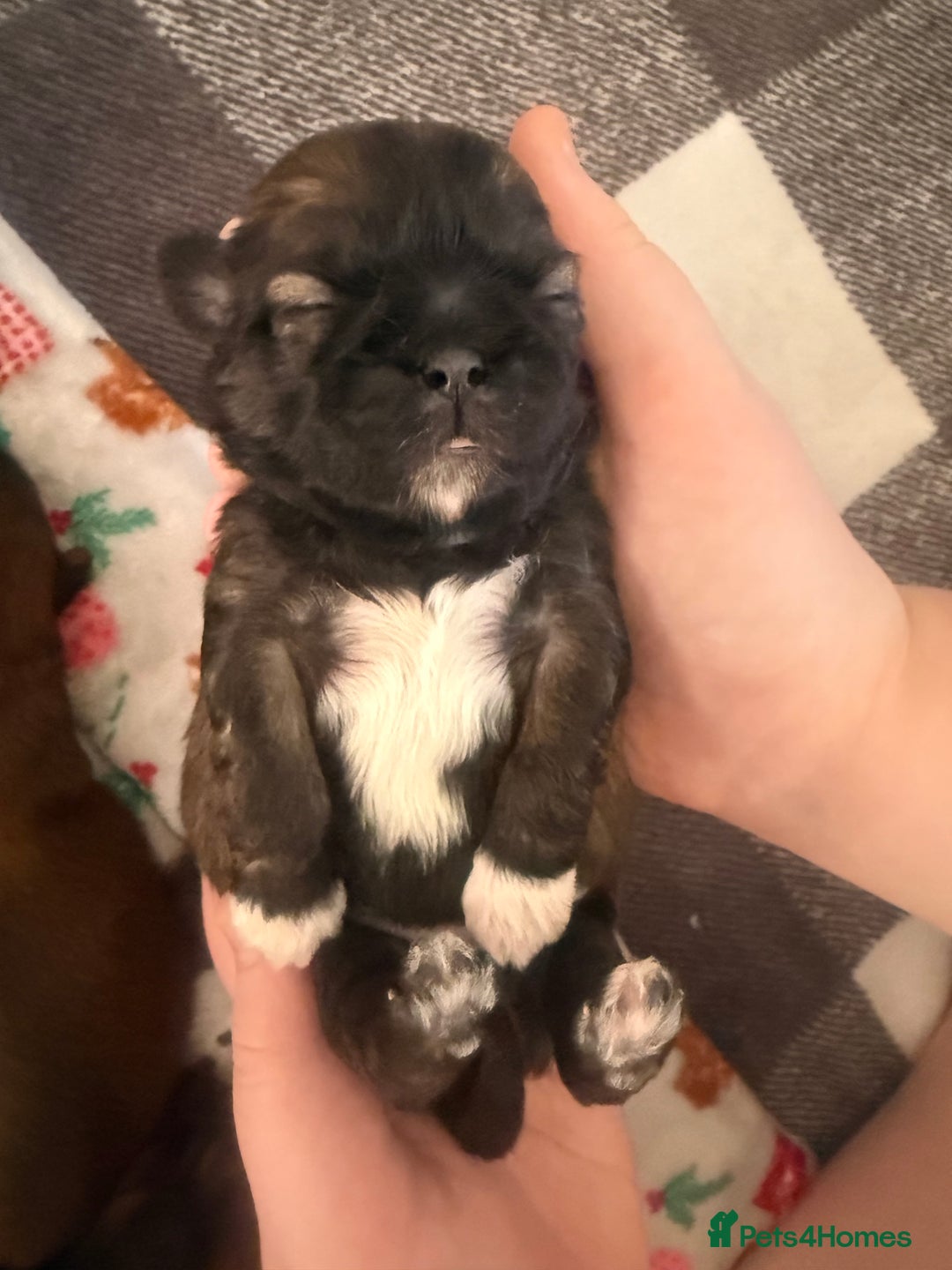 Shih Tzu dogs for sale: Gorgeous Shih Tzu Babies, ready from 14 Febuary.  - Advert 15
