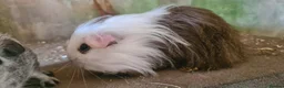 Guinea Pig rodents for sale: Male guinea pigs sheltie and short coated - Advert 12
