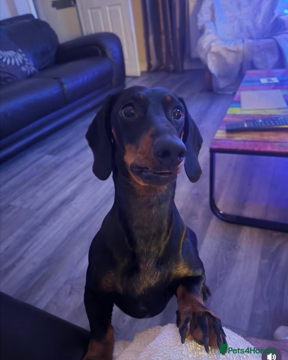 Dachshund dogs Black & Tan Standard Smooth Dachshund Puppies - Advert 2