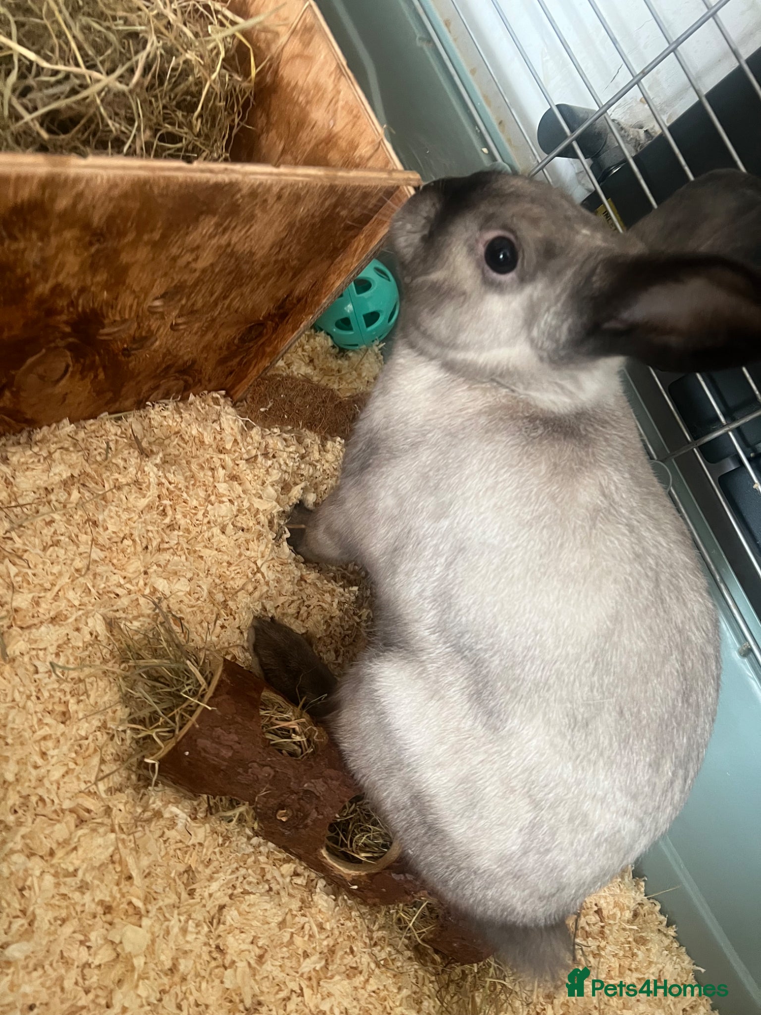 Mixed Breed rabbits Gorgeous little white and grey male rabbit  - Advert 2